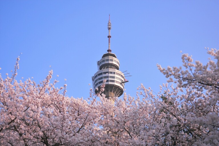 Daegu_Corée du Sud_Cerisier en fleur Daegu_Corée du Sud_Cerisier en fleur